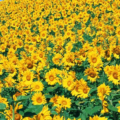 The Golden Journey of Sunflower Seeds: China's Global Export Footprint