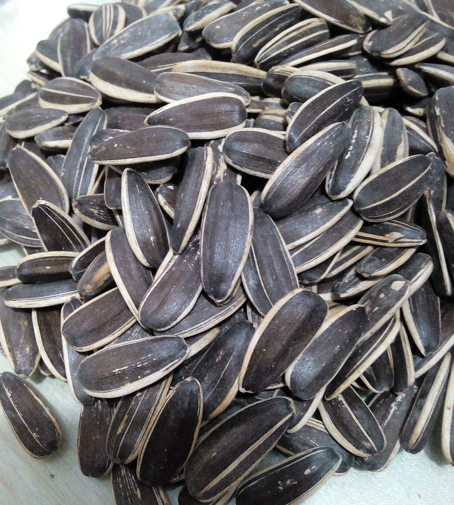 T6 Sunflower Seeds