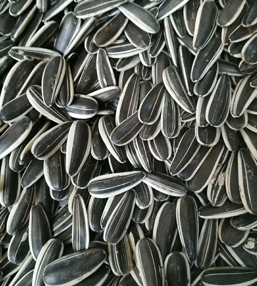 361 Sunflower Seeds