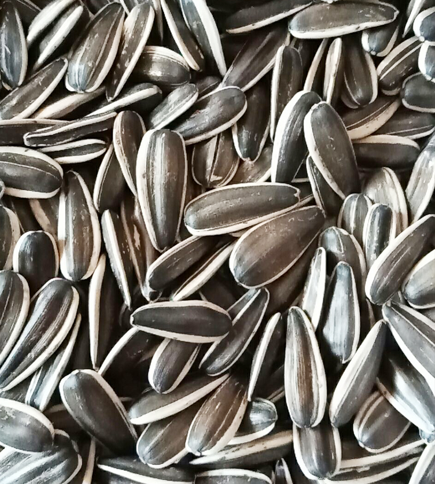 363 Sunflower Seeds